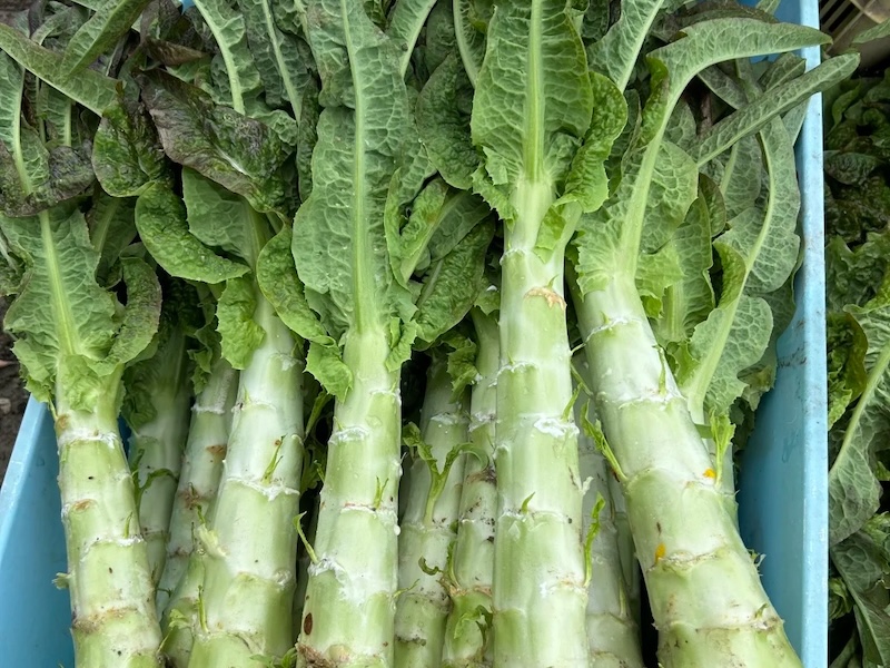 Verdure Cinesi Celtuce