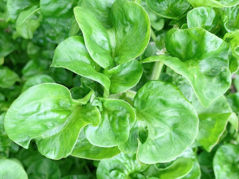 Verdure Cinesi Malabar Spinach