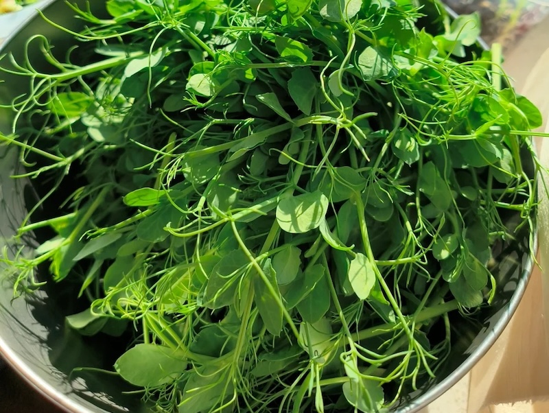 Verdure Cinesi Germogli di pisello Snow Pea Shoots 