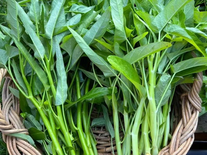Verdure Cinesi Water Spinach Spinaci d'acqua
